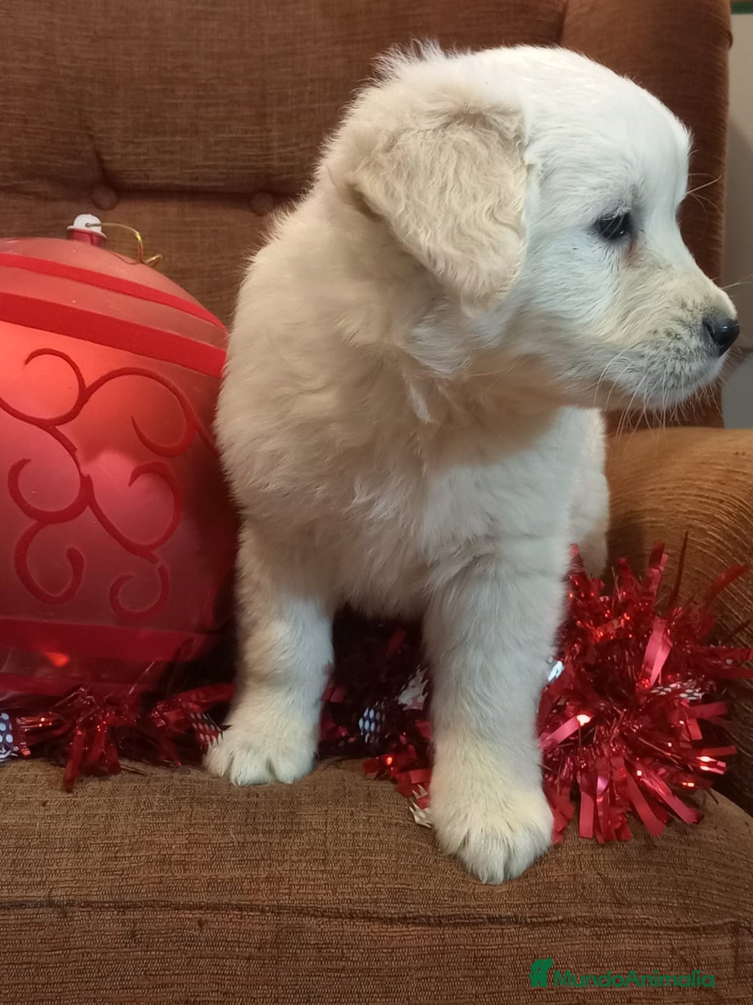 Golden Retriever perros en venta: Últimos cachorros de Golden retriever - Anuncio 5