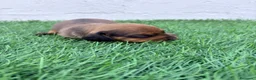 Teckel Miniatura perros en venta: Teckel Miniatura - Anuncio 6