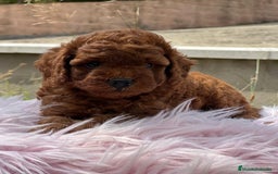 Caniche Enano perros en venta: CANICHE ROJO PIMENTÓN HEMBRA - Imagen 3