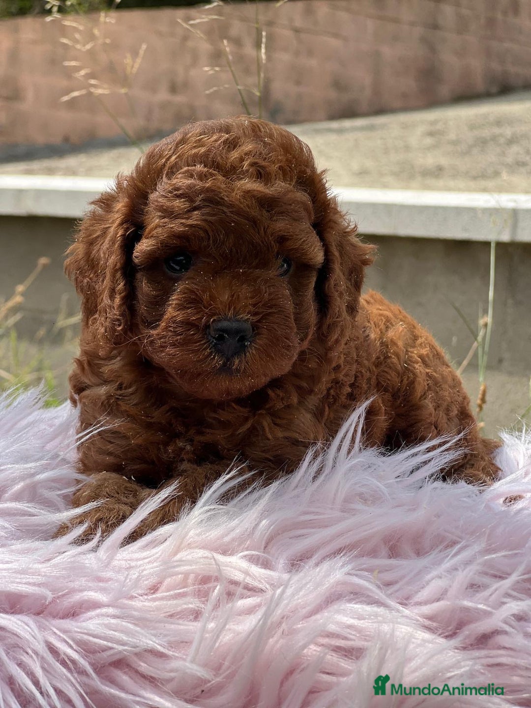 Caniche Enano perros en venta: CANICHE ROJO PIMENTÓN HEMBRA - Imagen 3