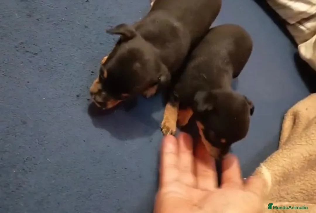 Pinscher Miniatura perros en venta: Pinscher miniatura  en Barcelona - Anuncio 1
