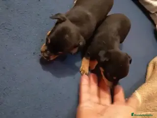 Pinscher Miniatura perros Pinscher miniatura - Anuncio 1