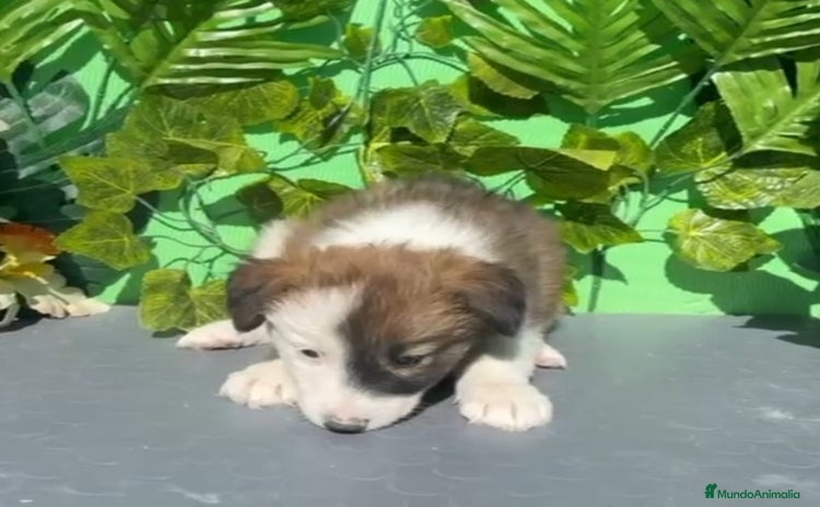 Border Collie perros - Anuncio 6
