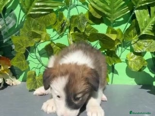 Border Collie perros - Anuncio 10