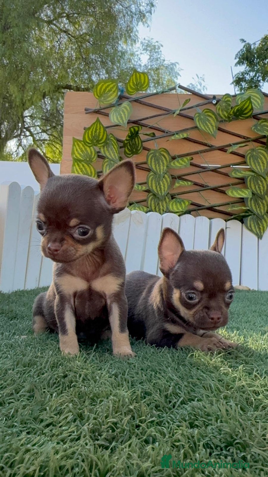Chihuahua perros en venta: CHIHUAHUA CHOCOLATE & TAN - Imagen 27