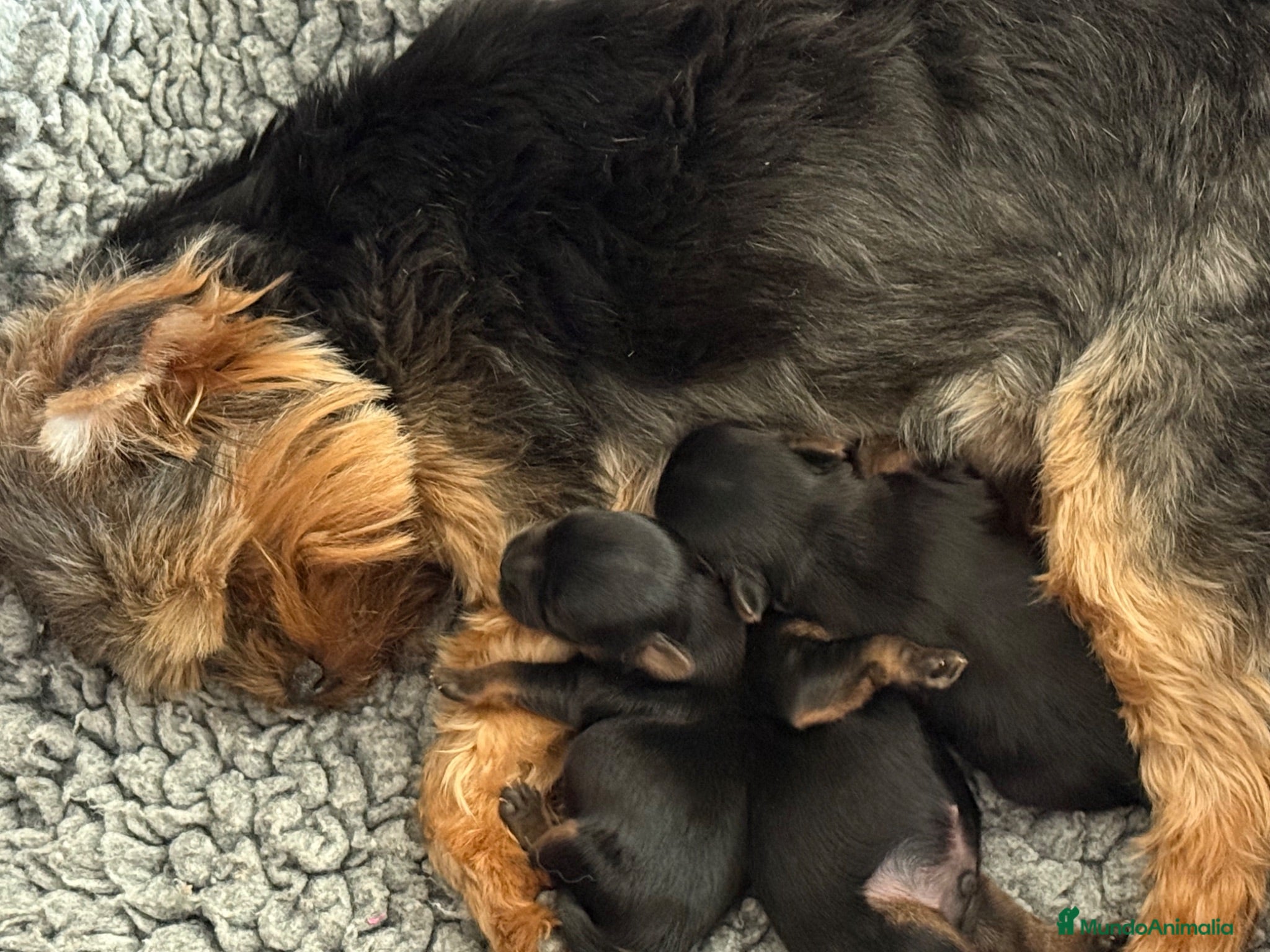 Yorkshire Terrier perros maravilloso Yorkshire  - Anuncio 2