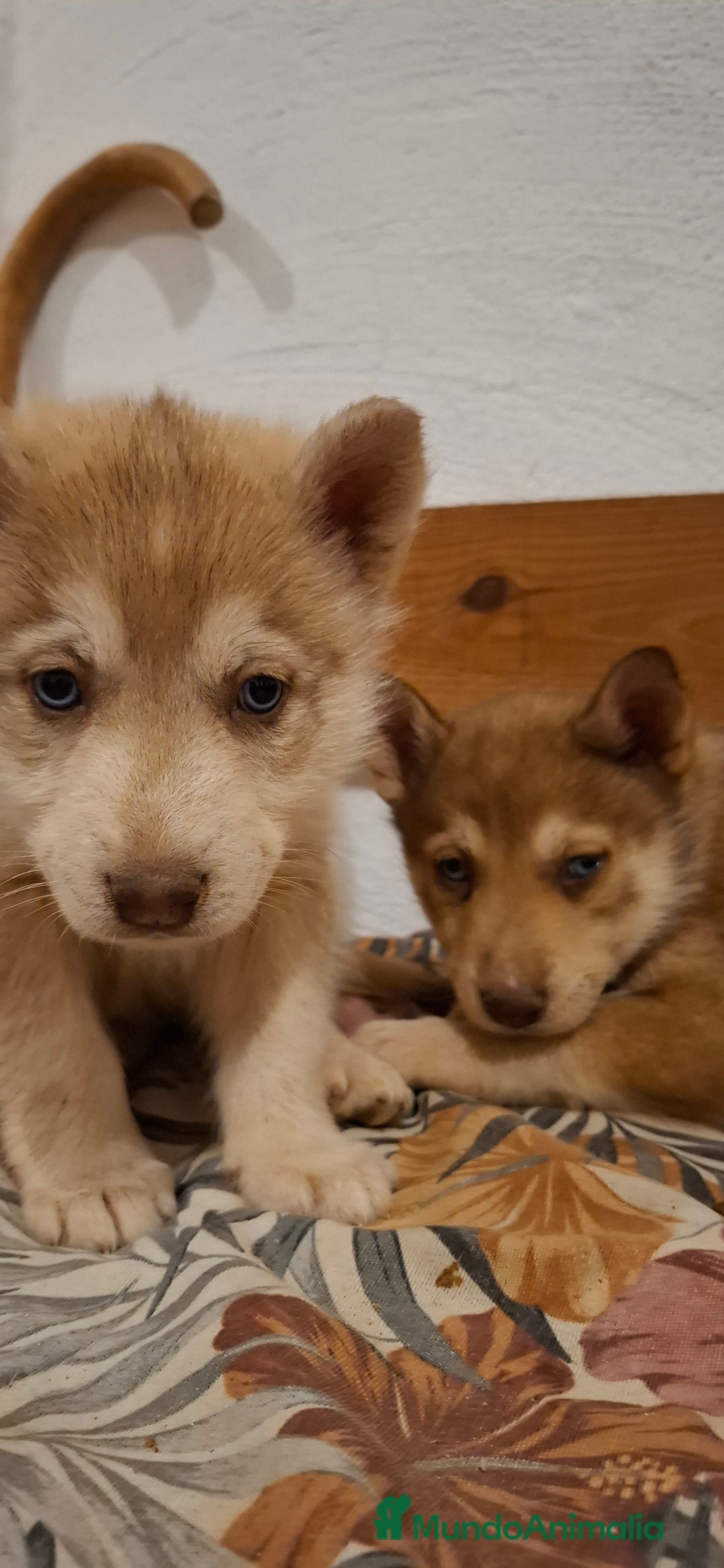 Husky Siberiano perros en venta: Husky siberiano - Anuncio 8