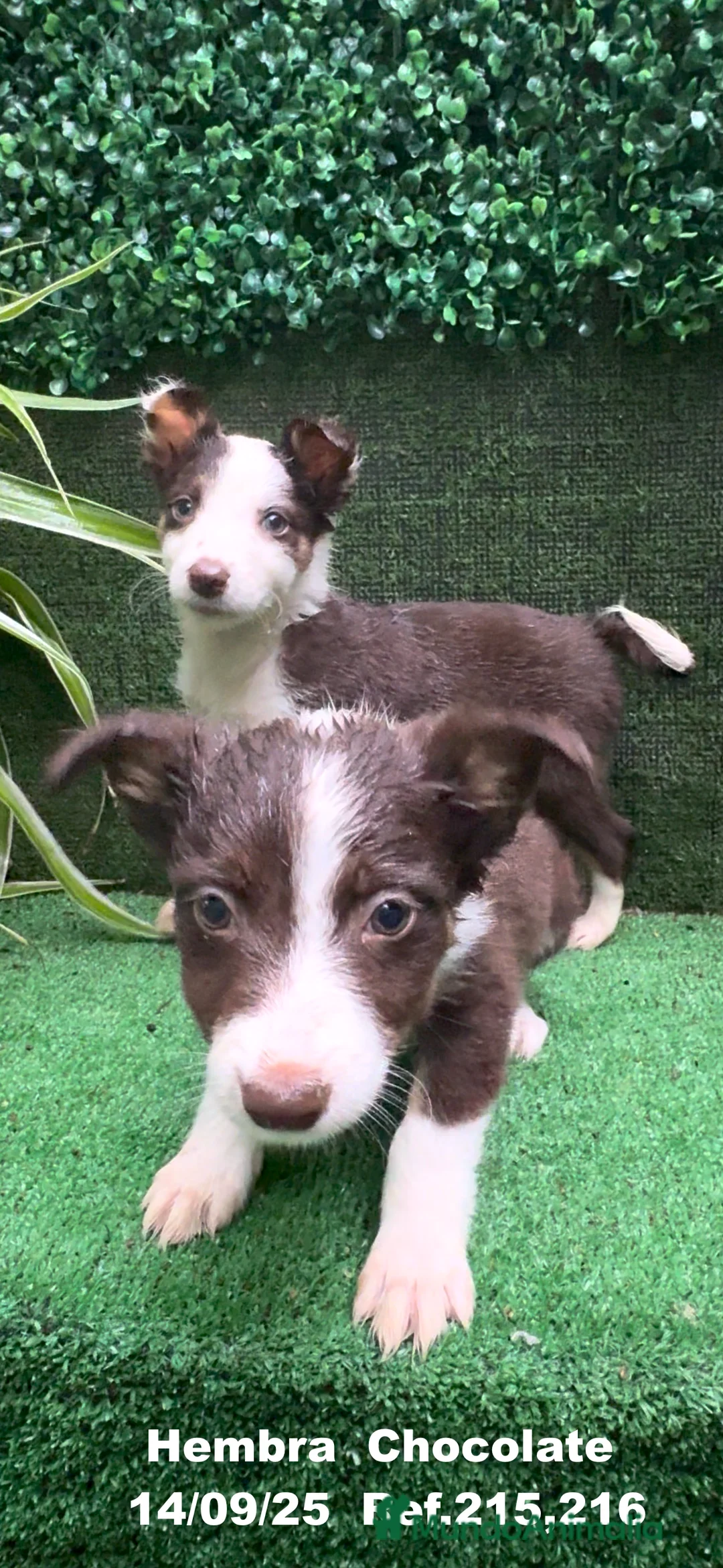 Border Collie perros en venta: Border Collie Chocolate - Anuncio 7