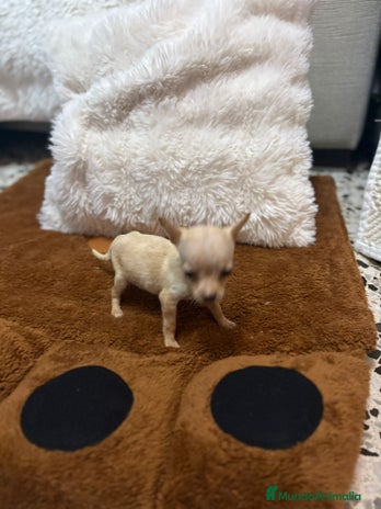 Ratón de Praga perros - Anuncio 1