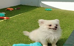 Pomerania perros en venta: Lulu Pomerania  - Imagen 1