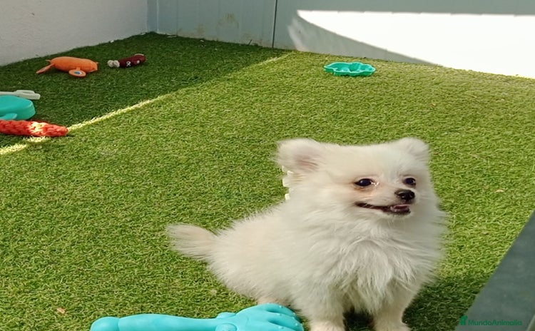 Pomerania perros - Propaganda 4