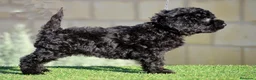Perro de Agua Español perros en venta: PERRO DE AGUA  - Anuncio 15