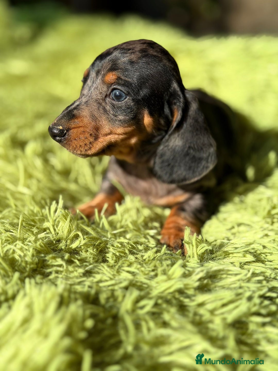 Teckel Miniatura perros en venta: TECKEL ARLEQUIN MACHO - Anuncio 3