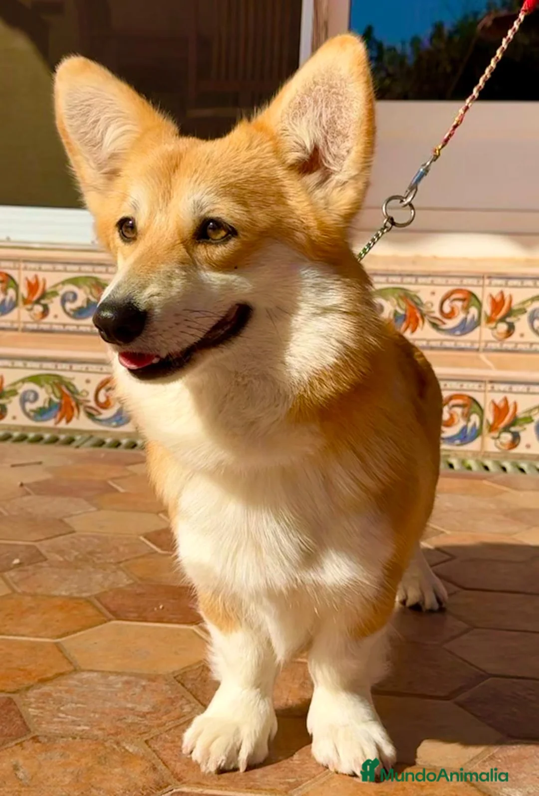 Welsh Corgi Pembroke perros en venta: cachorros Corgi familiar niños Valencia madrid - Anuncio 2