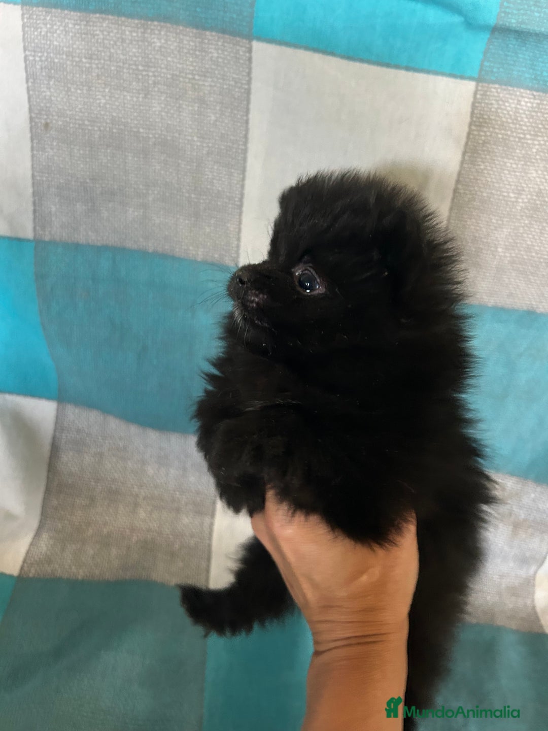Pomerania perros en venta: Pomeranias - Imagen 9