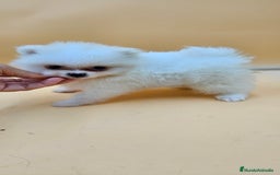 Pomerania perros en venta: Lulú de pomerania  en Cádiz - Imagen 6