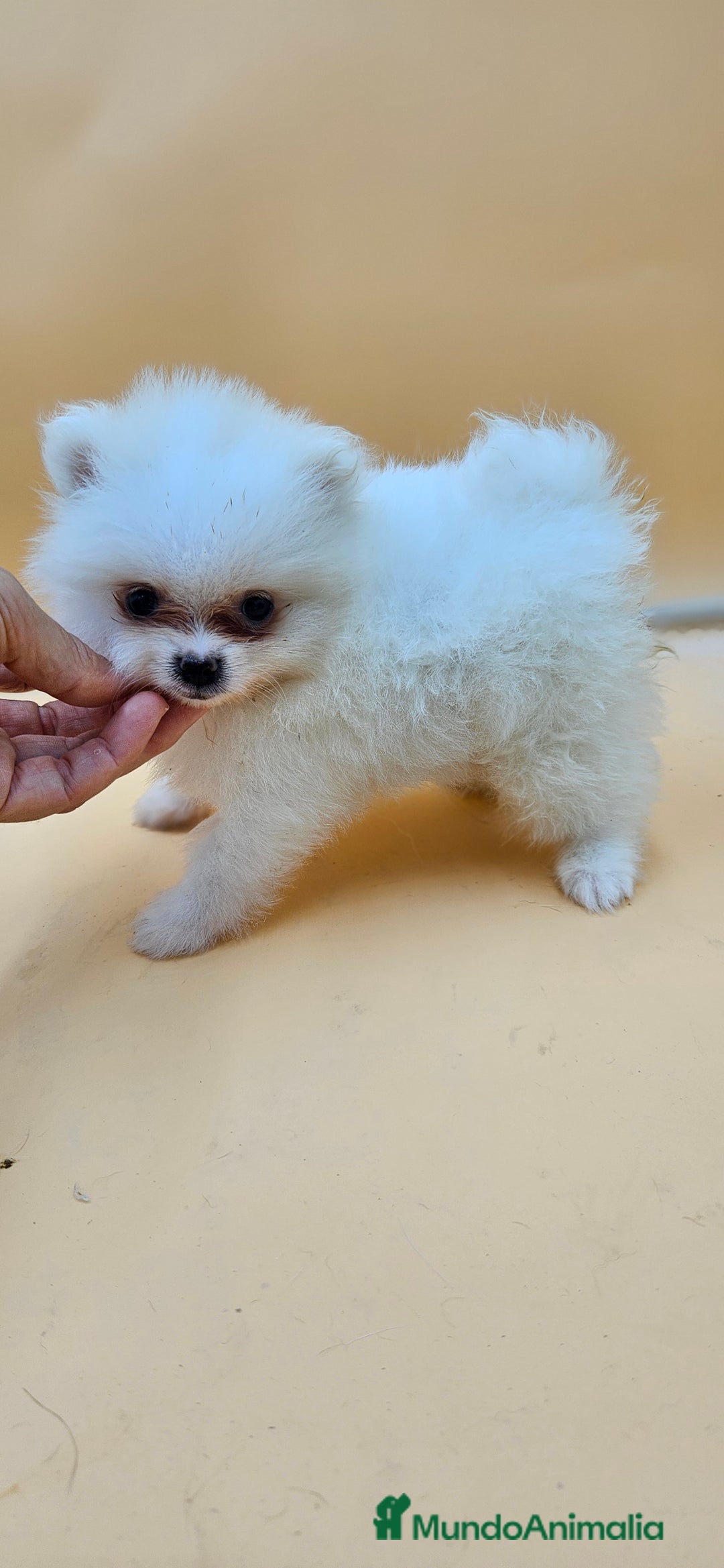 Pomerania perros en venta: Lulú de pomerania  en Cádiz - Imagen 6