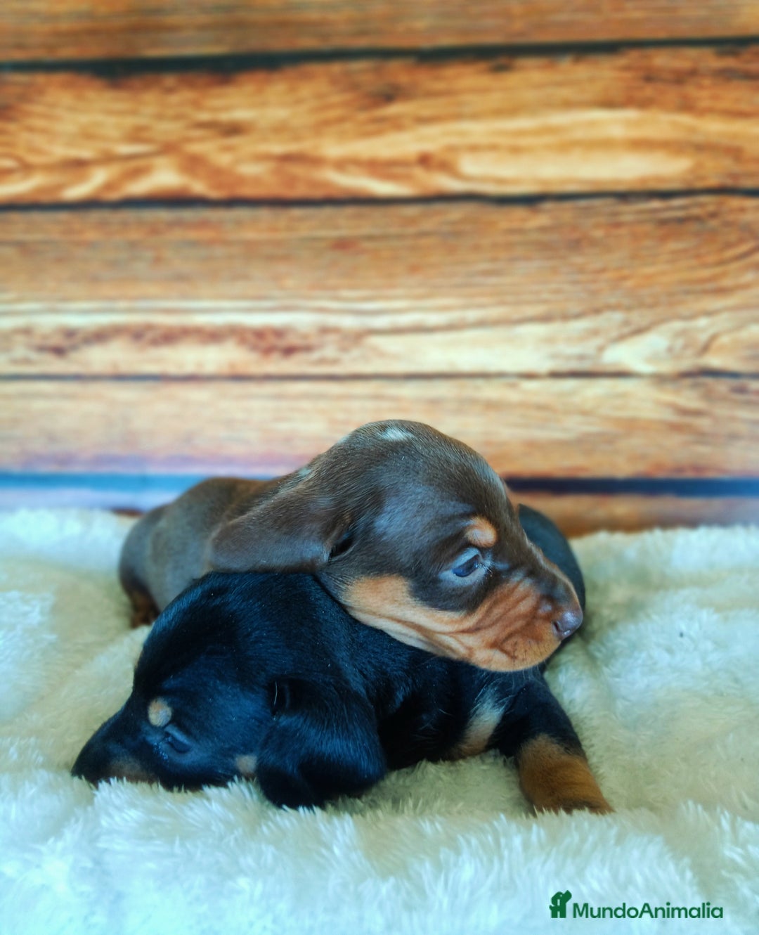 Teckel Miniatura perros en venta: TECKEL - Imagen 3