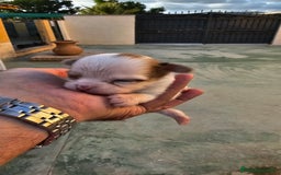 Chihuahua perros en venta: Preciosos chihuahuitos - Imagen 9