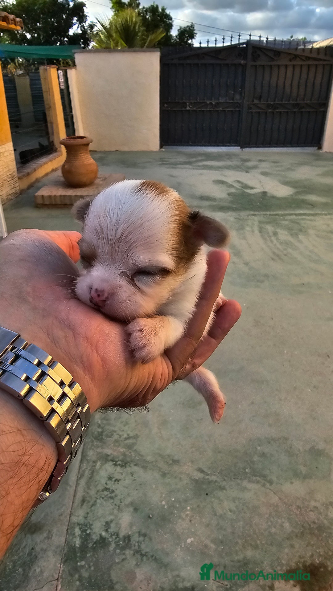 Chihuahua perros en venta: Preciosos chihuahuitos - Imagen 9