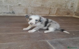 Border Collie perros en venta: BORDER COLLIE - Imagen 1