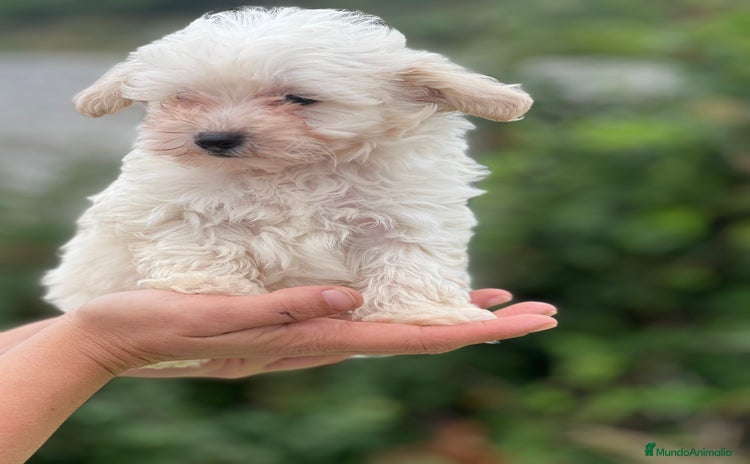 Maltipoo perros - Anuncio 16