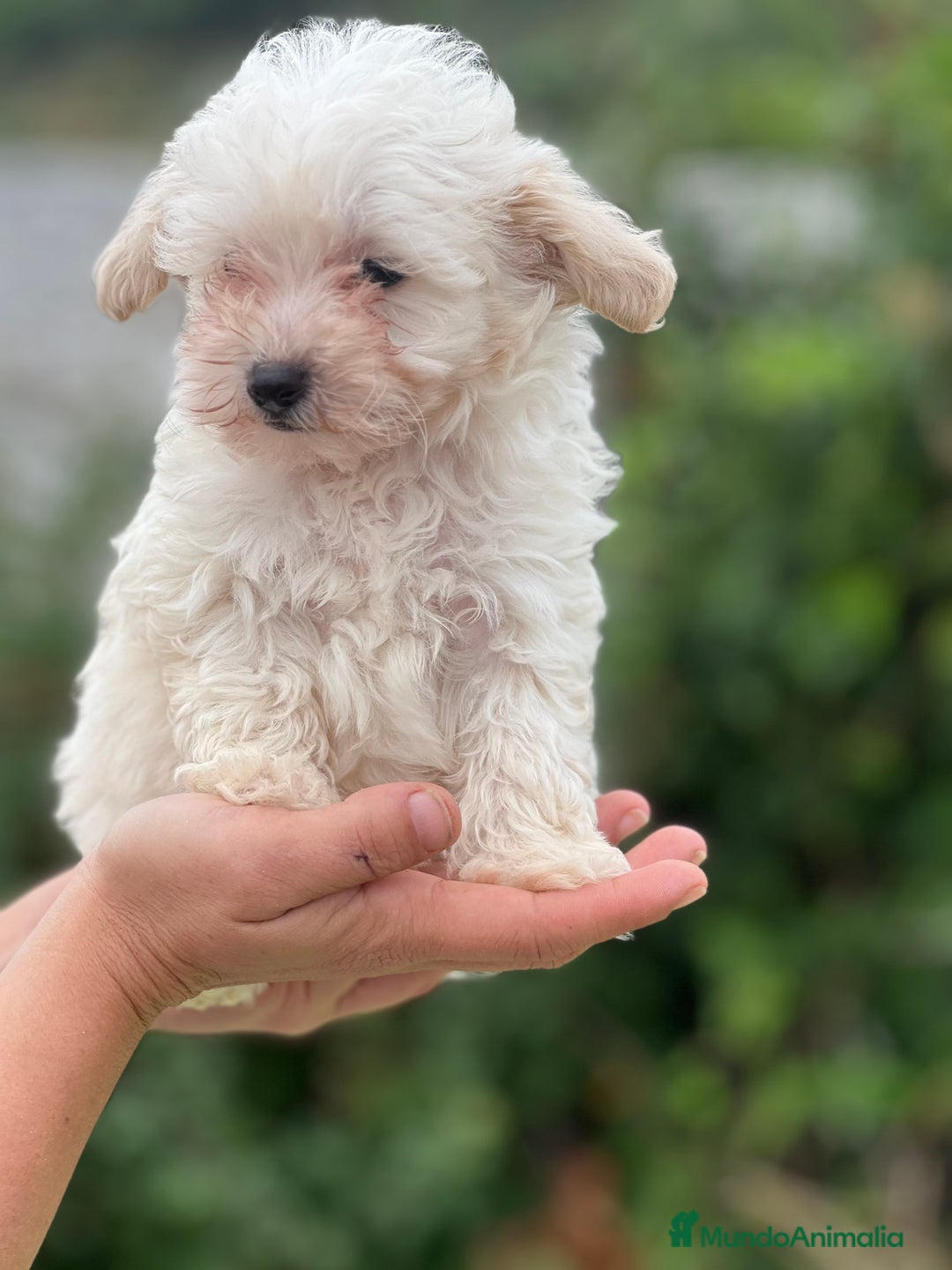 Maltipoo perros en venta: Maltipoo microtoy  - Imagen 1