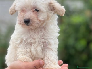 Maltipoo perros - Anuncio 36