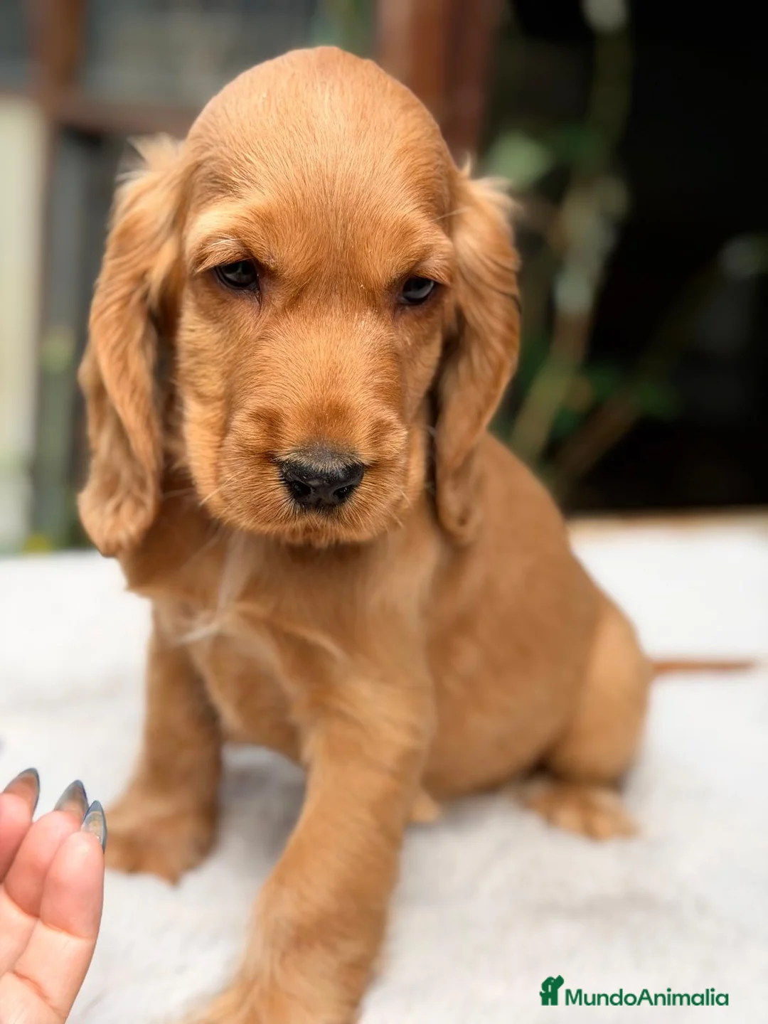 Cocker Spaniel Inglés perros en venta: COCKER SPANIEL INGLÉS HEMBRA - Anuncio 4