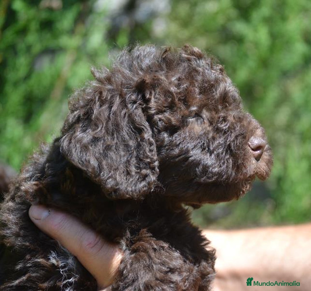 Perro de Agua Español perros en venta: cachorro macho perro de agua español - Imagen 5