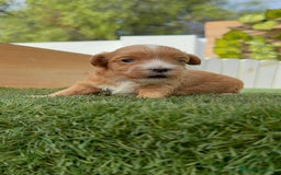 Maltipoo perros en venta: MALTIPOO - Imagen 10