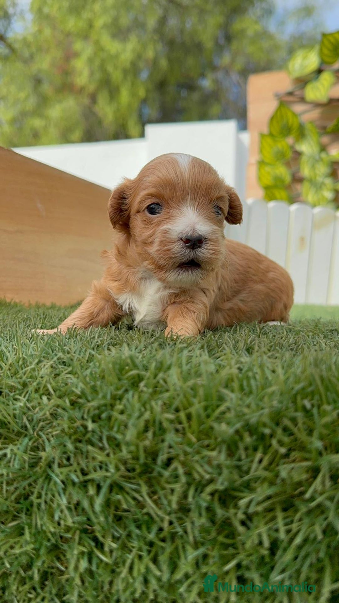 Maltipoo perros en venta: MALTIPOO - Imagen 10