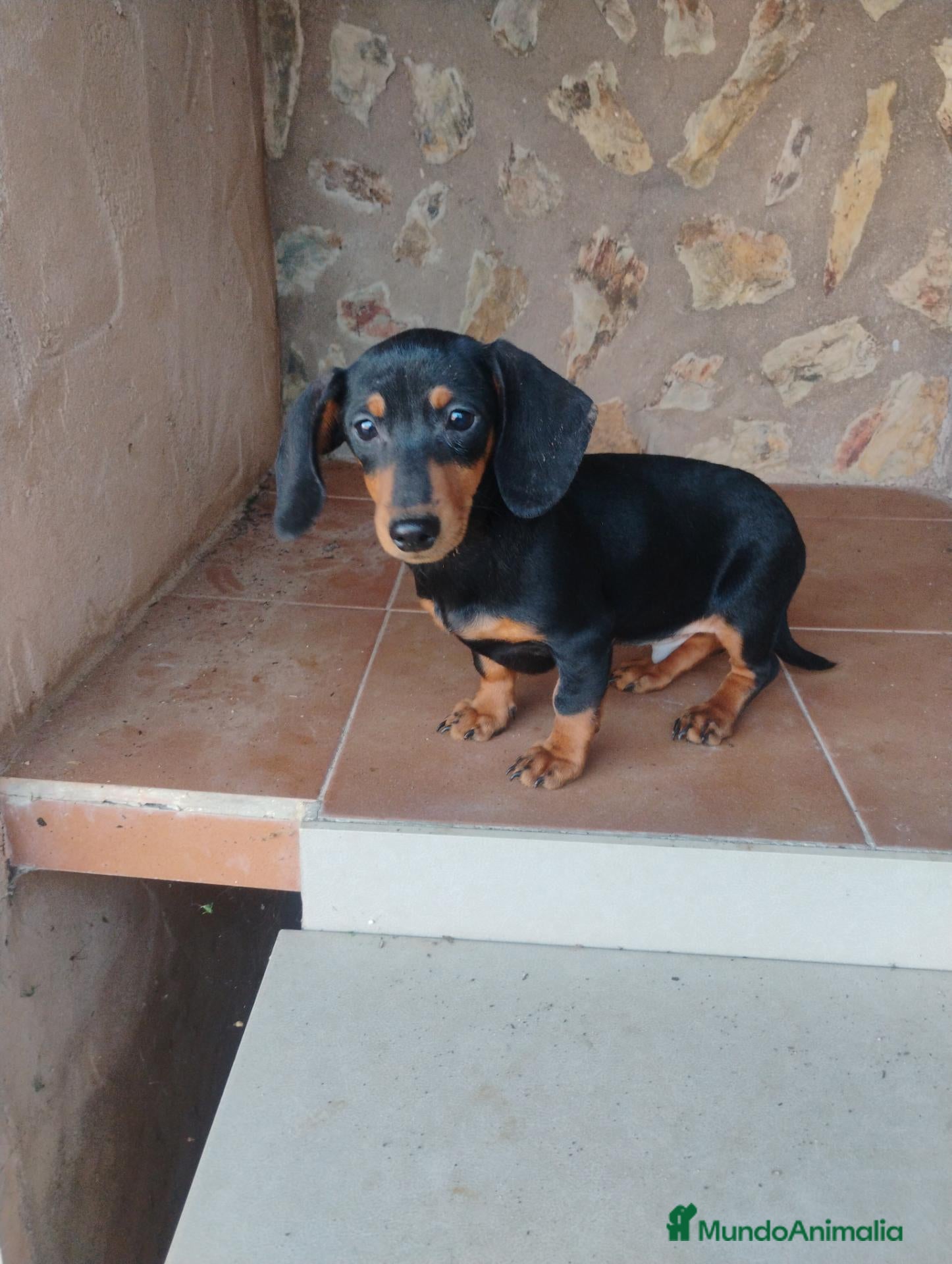 Teckel Miniatura perros en venta: Cachorro teckel miniatura  - Anuncio 1