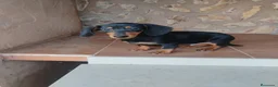 Teckel Miniatura perros en venta: Cachorro teckel miniatura  - Anuncio 1