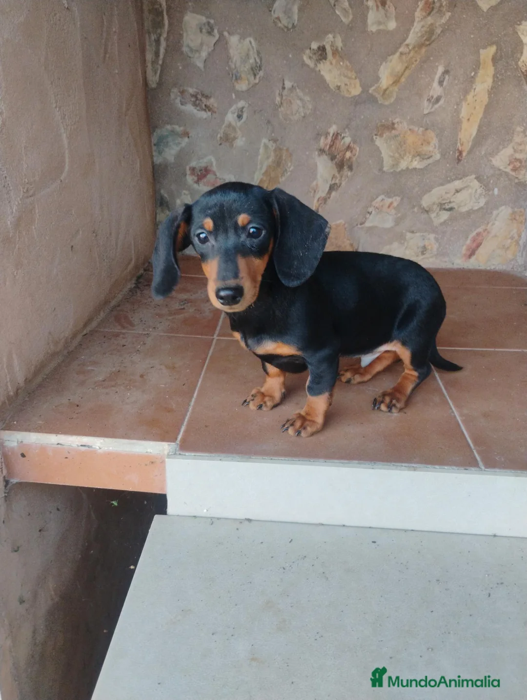 Teckel Miniatura perros en venta: Cachorro teckel miniatura  - Anuncio 1