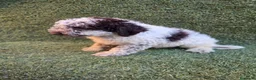 Perro de Agua Español perros en venta: Perro de aguas español - Anuncio 6