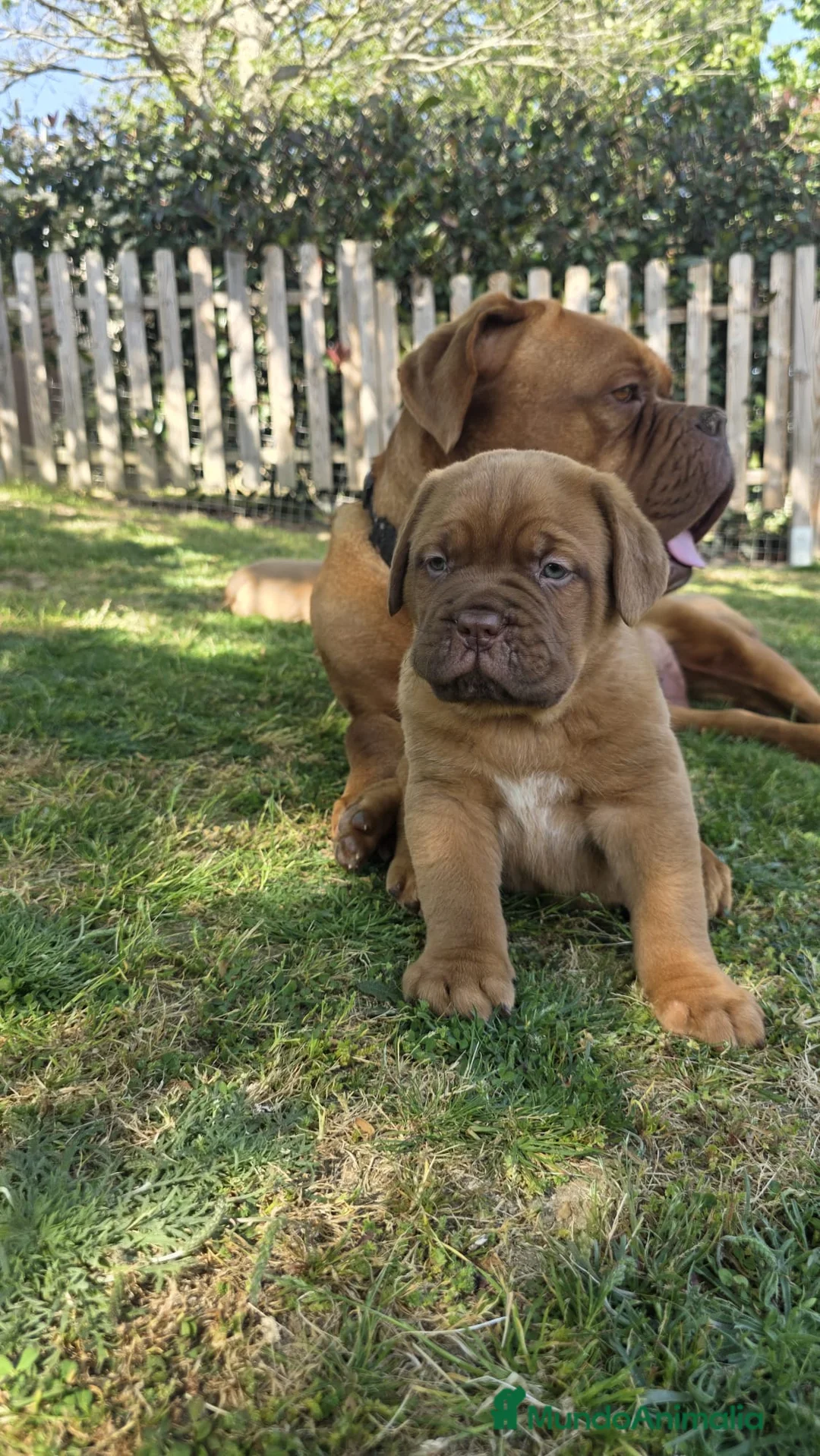 Dogo de Burdeos perros en venta: Camada de dogo de Burdeos - Anuncio 4