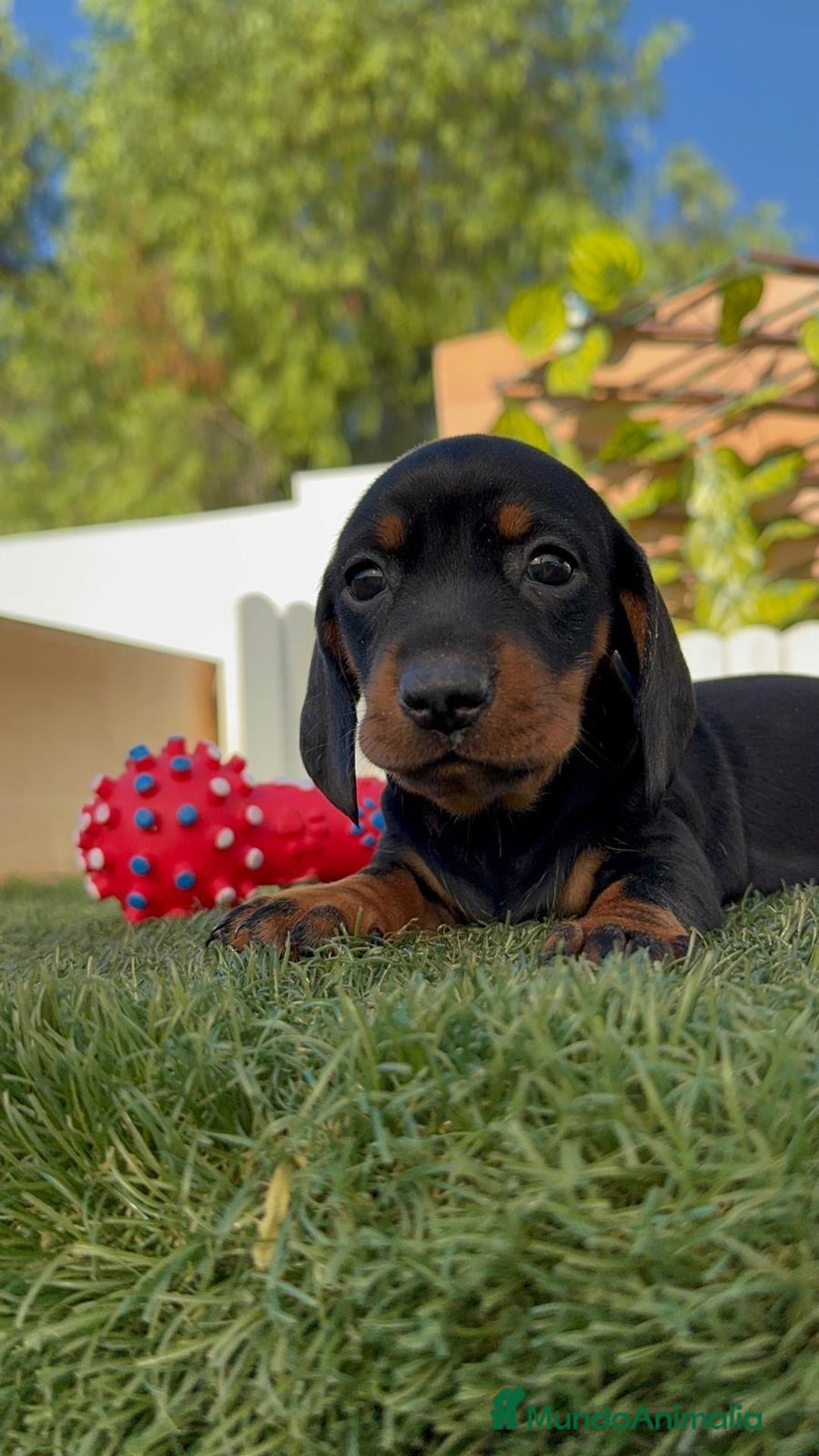 Teckel Miniatura perros en venta: TECKEL MINIATURA  - Imagen 13