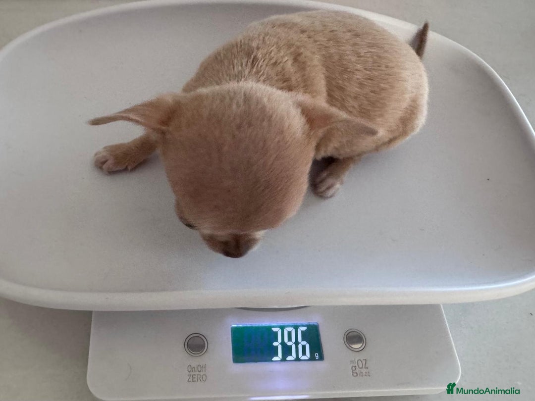 Chihuahua perros en venta: CHIHUAHUA HEMBRA - Anuncio 6