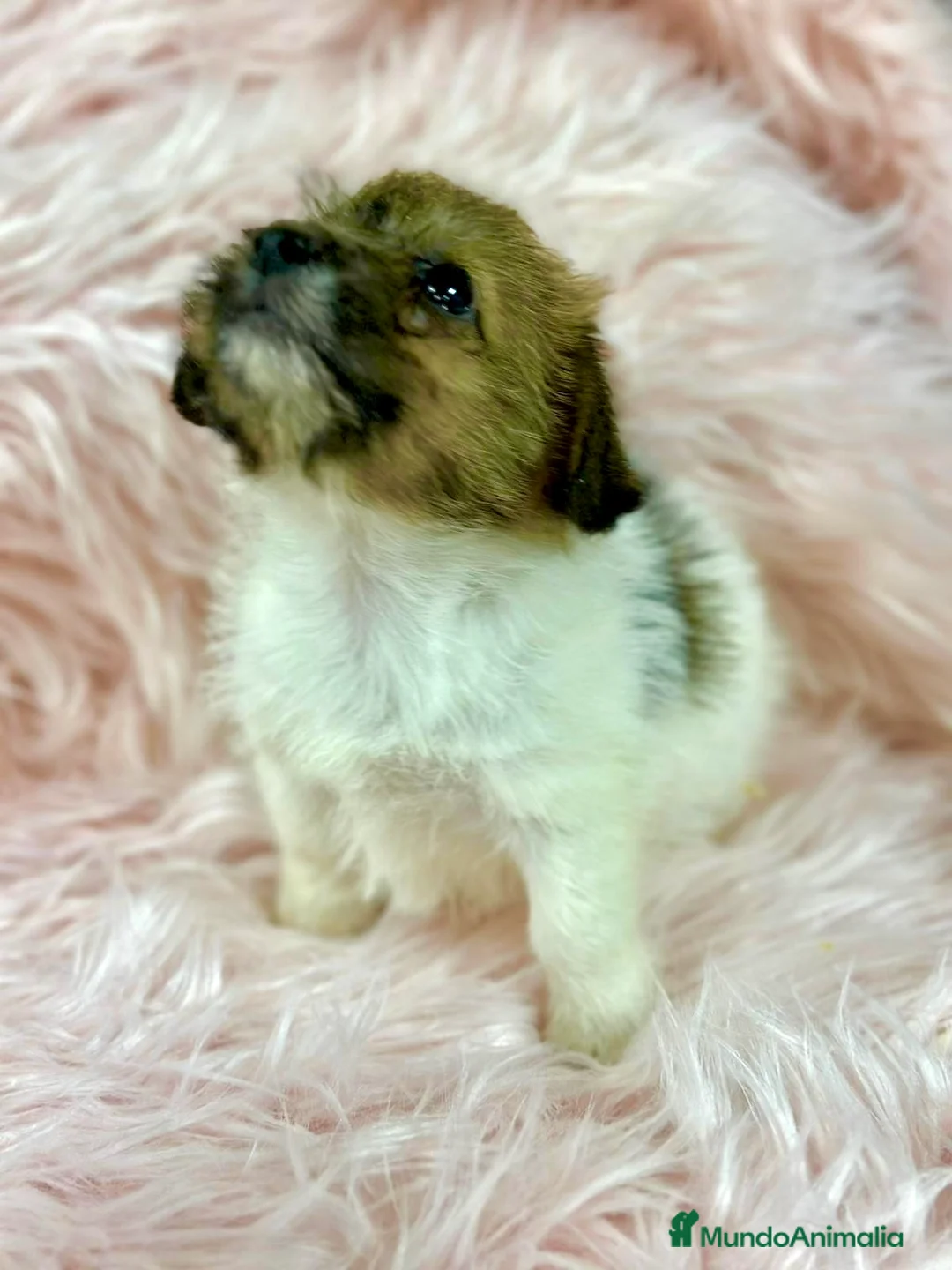 Jack Russell Terrier perros en venta: Jack Russell Broken  - Anuncio 1