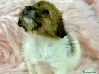 Jack Russell Terrier perros Jack Russell Broken - Anuncio 5