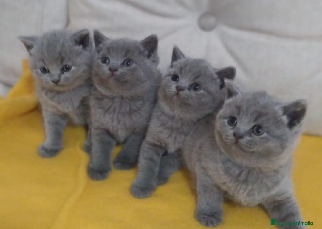 Británico de Pelo Corto gatos en venta: British Shorthair  - Anuncio 2