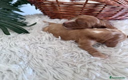 Cocker Spaniel Inglés perros en venta: COCKER SPANIEL INGLÉS HEMBRA - Imagen 3