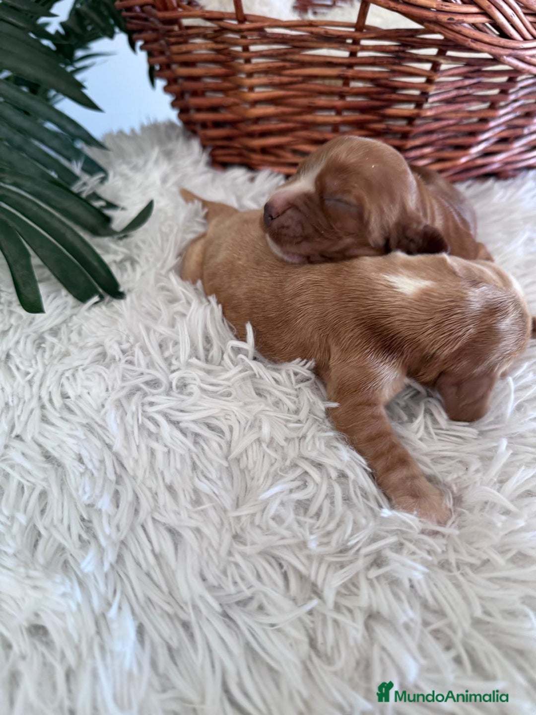 Cocker Spaniel Inglés perros en venta: COCKER SPANIEL INGLÉS HEMBRA - Imagen 3