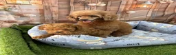 Caniche Toy perros en venta: Caniche toy muy bonitos hembra disponible  - Anuncio 3