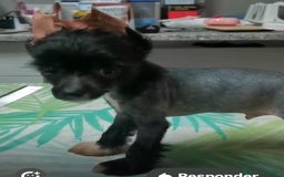 Perro Crestado Chino perros en venta: Crestado chino - Imagen 1