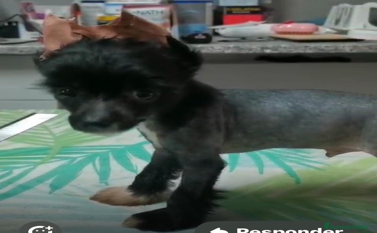 Perro Crestado Chino perros - Anuncio 1