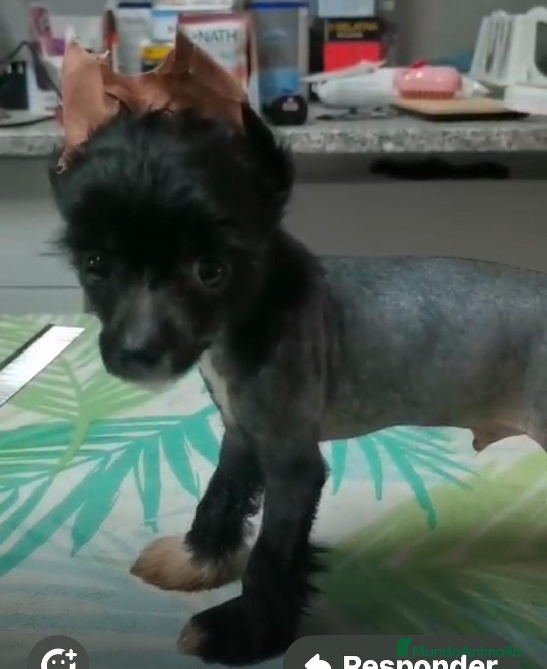 Perro Crestado Chino perros en venta: Crestado chino - Imagen 1