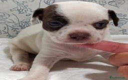 Chihuahua perros en venta: Chihuahua toys  - Imagen 8