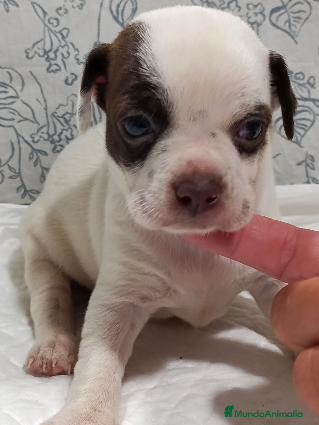 Chihuahua perros en venta: Chihuahua toys  - Imagen 8